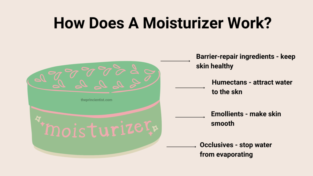What Is a Moisturizer How To Find The Right One For Your Skin Type The Princientist